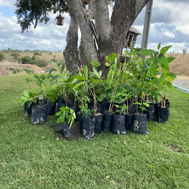 Mudas de árvores prontas para serem plantadas para realização de recuperação ambiental.